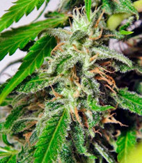 1591806618730.png 1591806618730.png