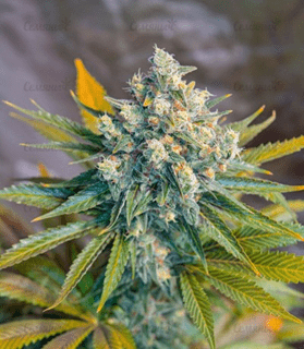 1591989098455.png 1591989098455.png