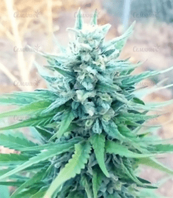 1592503936237.png 1592503936237.png