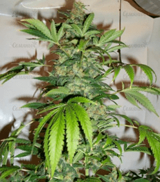 1592557892625.png 1592557892625.png