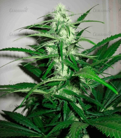 1592561661899.png 1592561661899.png