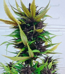 1592643812811.png 1592643812811.png