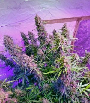 Auto_Ultimate.jpg Auto_Ultimate.jpg