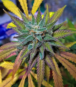 1593441396567.png 1593441396567.png