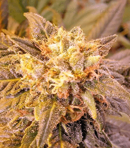 1593442576573.png 1593442576573.png