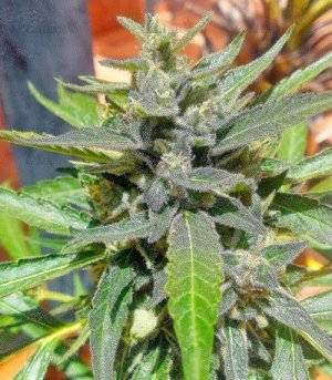 Auto_Colorado_Cookies.jpg Auto_Colorado_Cookies.jpg