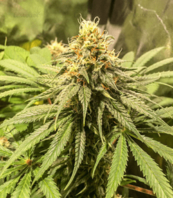 1593497965937.png 1593497965937.png