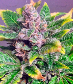 1593501655212.png 1593501655212.png