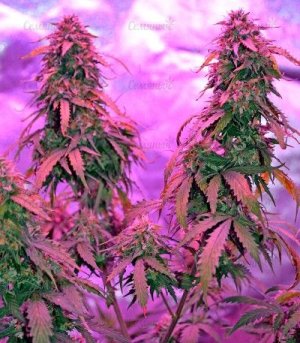 Auto_Northern_Lights.jpg Auto_Northern_Lights.jpg