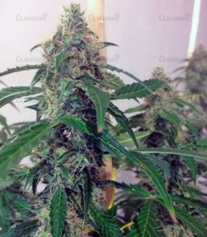 Auto_Jack.jpg Auto_Jack.jpg