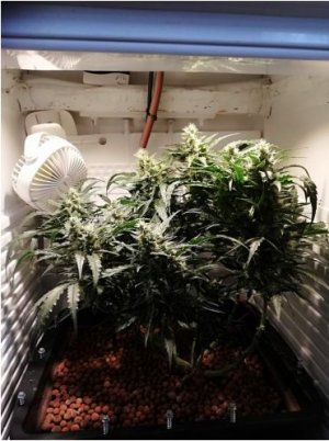 Auto Ak от Семяныча на гидропонике 95 г шишек Форум - Google Chrome.jpg Auto Ak от Семяныча на гидропонике 95 г шишек Форум - Google Chrome.jpg