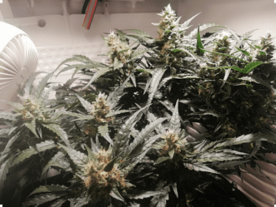 1594908392674.png 1594908392674.png