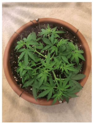 1594908599219.png 1594908599219.png