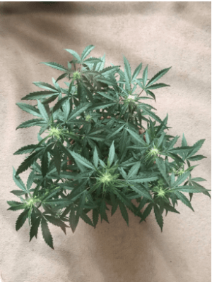 1594908656416.png 1594908656416.png