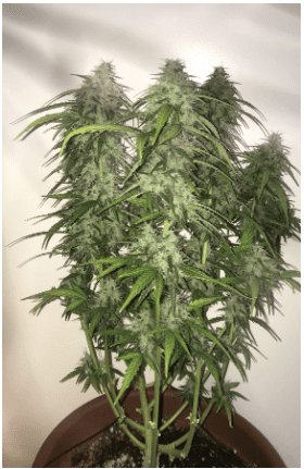 1594908677899.png 1594908677899.png