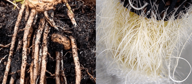 Корни конопли Корни конопли