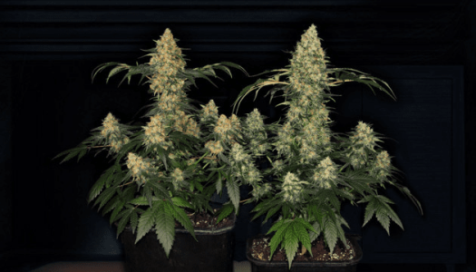 Кола шишек конопли Кола шишек конопли