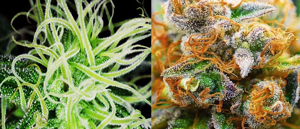 Пестики шишек конопли Пестики шишек конопли