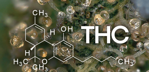 Каннабиноид ТГК Каннабиноид ТГК