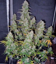 1591640812697.png 1591640812697.png