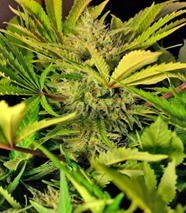 1591694853152.png 1591694853152.png