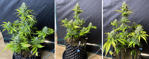 1596122532334.png 1596122532334.png