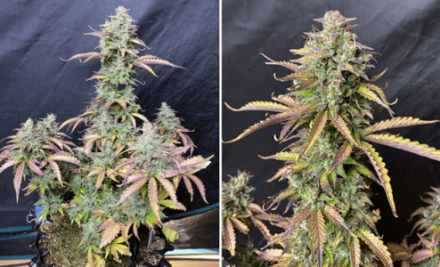 1596122599140.png 1596122599140.png