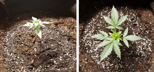 1596286945037.png 1596286945037.png