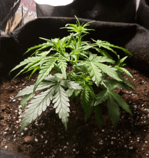 1596286959755.png 1596286959755.png