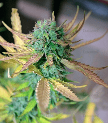 1591782825451.png 1591782825451.png