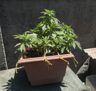 1596390104262.png 1596390104262.png