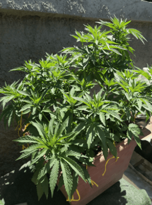 1596390134123.png 1596390134123.png