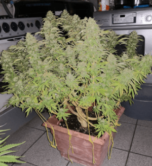 1596390204525.png 1596390204525.png