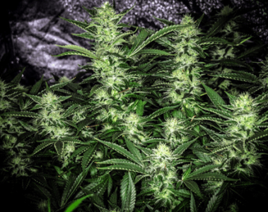 1596449189411.png 1596449189411.png