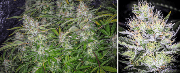 1596449199628.png 1596449199628.png