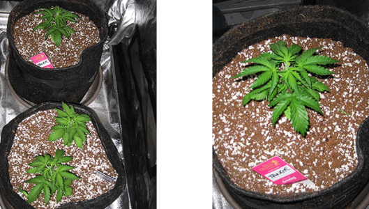 1596487409516.png 1596487409516.png