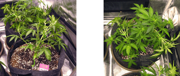 1596487420096.png 1596487420096.png