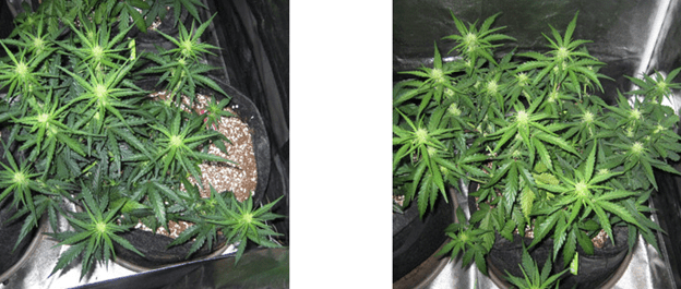 1596487430613.png 1596487430613.png