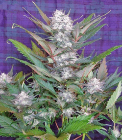 1591805366567.png 1591805366567.png