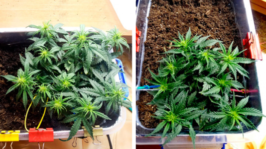 1597586949967.png 1597586949967.png