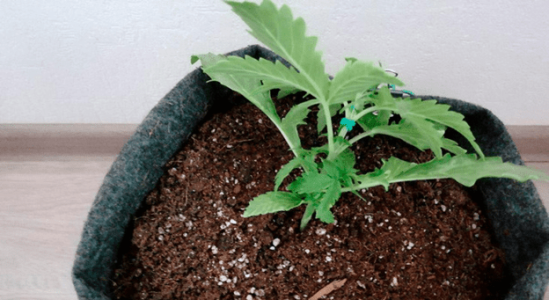 1597762254549.png 1597762254549.png