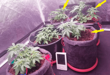 1597762282911.png 1597762282911.png