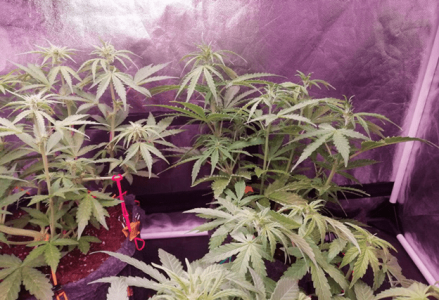 1597762289813.png 1597762289813.png