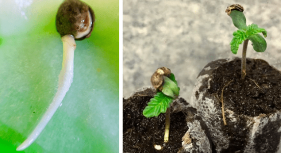 1597927357367.png 1597927357367.png