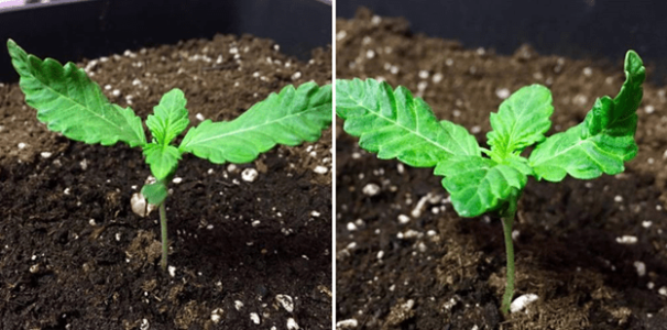 1597927365508.png 1597927365508.png