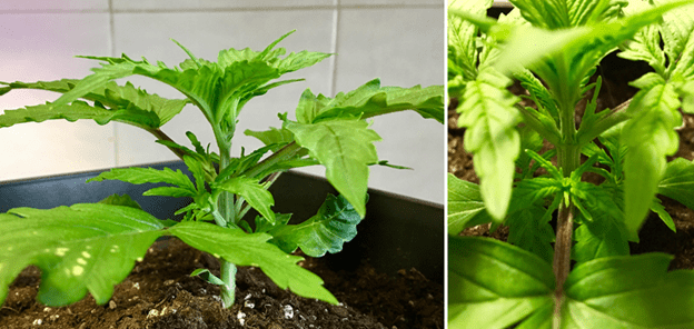 1597927380762.png 1597927380762.png