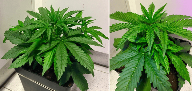 1597927401789.png 1597927401789.png