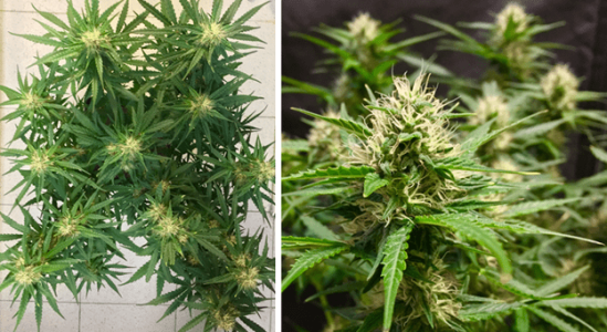 1597927471351.png 1597927471351.png