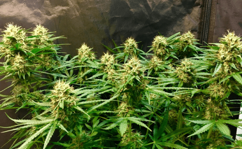 1597927476229.png 1597927476229.png