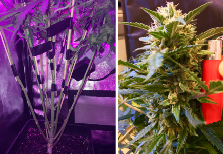 1597927497027.png 1597927497027.png